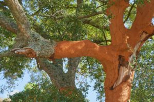 cork oak tree, Douro Valley, Portugal cork oak tree, Douro Valley, Portugal